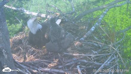 VINS Bald Eagles Nest Live Cams - May 26, 2026, 2:31pm EDT