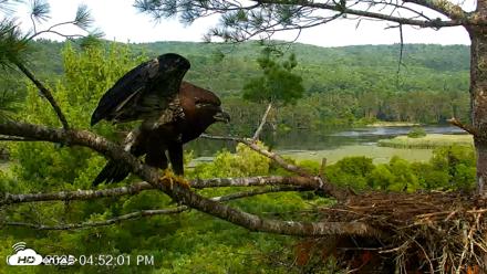 VINS Bald Eagles Nest Live Cams - Jul 26, 2026, 4:52pm EDT