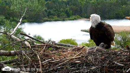 VINS Bald Eagles Nest Live Cams - May 21, 2026, 10:36am EDT