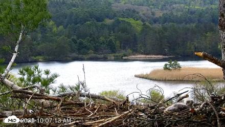 VINS Bald Eagles Nest Live Cams - May 10, 2026, 10:08am EDT