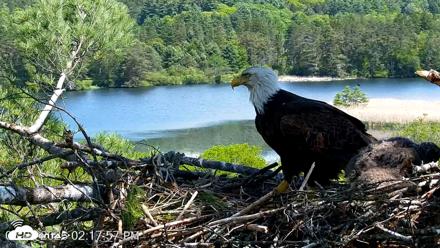 VINS Bald Eagles Nest Live Cams - May 26, 2026, 2:18pm EDT