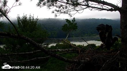 VINS Bald Eagles Nest Live Cams - Jul 8, 2026, 8:45am EDT