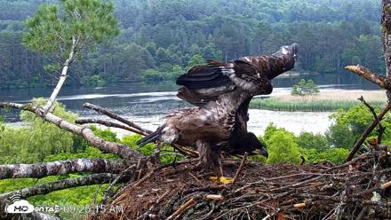 VINS Bald Eagles Nest Live Cams - Jun 26, 2026, 9:25am EDT