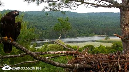 VINS Bald Eagles Nest Live Cams - Jul 14, 2026, 3:56pm EDT