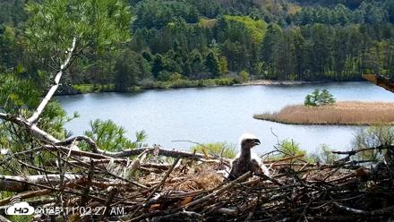 VINS Bald Eagles Nest Live Cams - May 11, 2026, 11:03am EDT