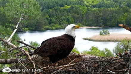 VINS Bald Eagles Nest Live Cams - May 21, 2026, 12:44pm EDT