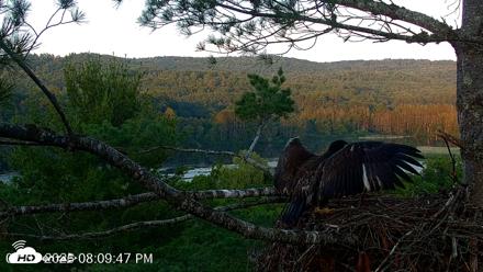 VINS Bald Eagles Nest Live Cams - Jul 7, 2026, 8:10pm EDT