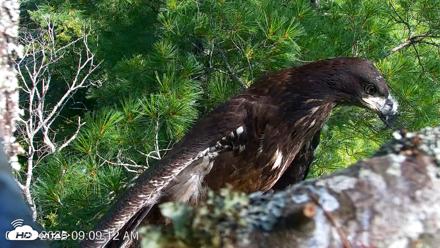 VINS Bald Eagles Nest Live Cams - Jul 26, 2026, 9:10am EDT