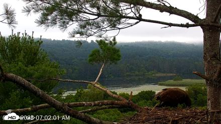 VINS Bald Eagles Nest Live Cams - Aug 9, 2026, 7:02am EDT