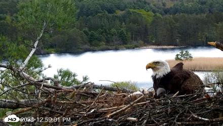 VINS Bald Eagles Nest Live Cams - May 11, 2026, 12:59pm EDT
