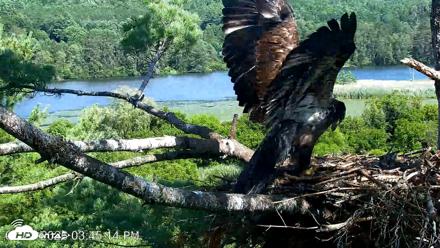 VINS Bald Eagles Nest Live Cams - Jul 23, 2026, 3:46pm EDT