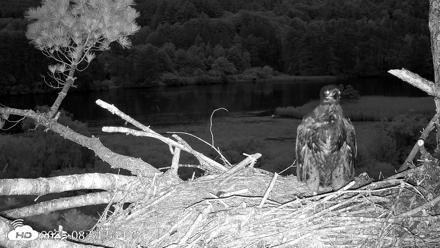 VINS Bald Eagles Nest Live Cams - Jun 25, 2026, 8:55pm EDT