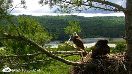 VINS Bald Eagles Nest Live Cams - Jul 10, 2026, 10:37am EDT