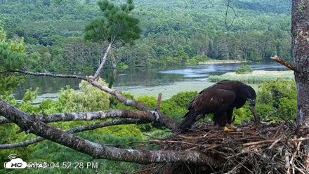 VINS Bald Eagles Nest Live Cams - Jul 26, 2026, 4:53pm EDT