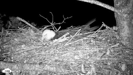 VINS Bald Eagles Nest Live Cams - Apr 21, 2026, 12:28am EDT
