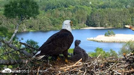 VINS Bald Eagles Nest Live Cams - May 19, 2026, 5:18pm EDT