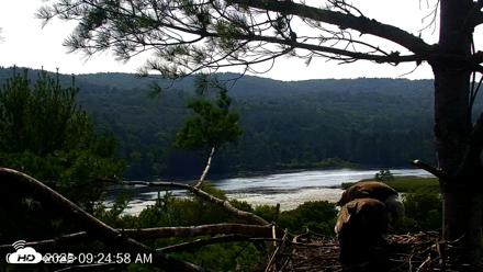 VINS Bald Eagles Nest Live Cams - Jul 21, 2026, 9:25am EDT