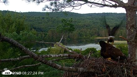 VINS Bald Eagles Nest Live Cams - Jul 17, 2026, 8:28pm EDT