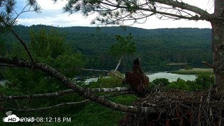 VINS Bald Eagles Nest Live Cams - Jul 9, 2026, 8:13pm EDT