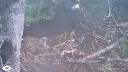 VINS Bald Eagles Nest Live Cams - Apr 27, 2026, 8:45am EDT