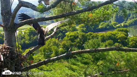 VINS Bald Eagles Nest Live Cams - Jul 26, 2026, 9:31am EDT