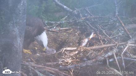 VINS Bald Eagles Nest Live Cams - Apr 25, 2026, 9:56am EDT
