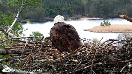 VINS Bald Eagles Nest Live Cams - May 3, 2026, 8:01am EDT