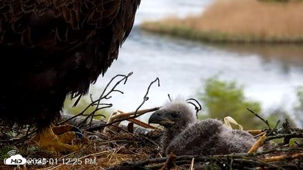 VINS Bald Eagles Nest Live Cams - May 13, 2026, 1:13pm EDT