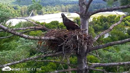 VINS Bald Eagles Nest Live Cams - Aug 11, 2026, 1:33pm EDT