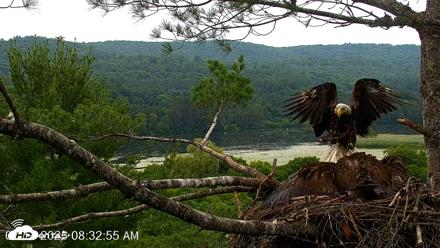 VINS Bald Eagles Nest Live Cams - Jul 14, 2026, 8:34am EDT