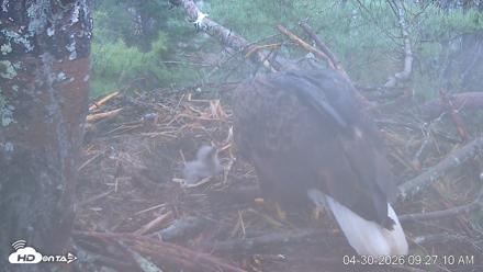 VINS Bald Eagles Nest Live Cams - Apr 30, 2026, 9:28am EDT
