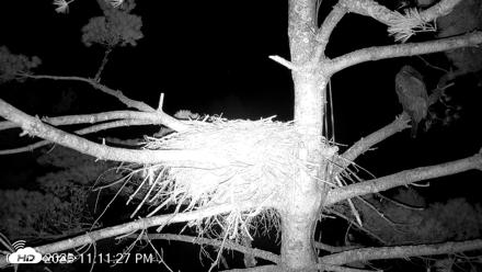 VINS Bald Eagles Nest Live Cams - Aug 14, 2026, 11:12pm EDT
