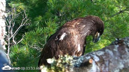 VINS Bald Eagles Nest Live Cams - Jul 26, 2026, 9:04am EDT