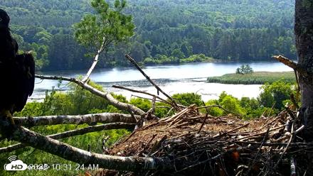 VINS Bald Eagles Nest Live Cams - Jul 3, 2026, 10:32am EDT