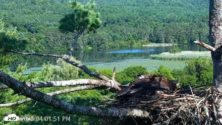 VINS Bald Eagles Nest Live Cams - Jul 24, 2026, 4:02pm EDT