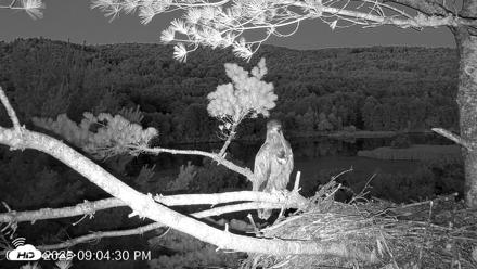 VINS Bald Eagles Nest Live Cams - Jul 15, 2026, 9:05pm EDT