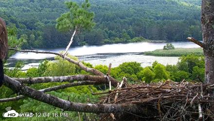 VINS Bald Eagles Nest Live Cams - Jul 22, 2026, 12:05pm EDT