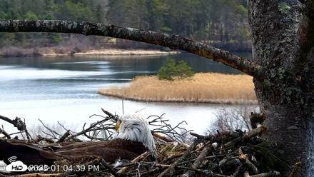 VINS Bald Eagles Nest Live Cams - Apr 10, 2026, 1:05pm EDT