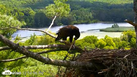 VINS Bald Eagles Nest Live Cams - Jul 23, 2026, 12:54pm EDT
