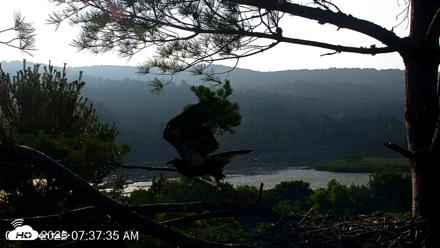 VINS Bald Eagles Nest Live Cams - Aug 9, 2026, 7:38am EDT