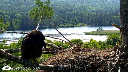 VINS Bald Eagles Nest Live Cams - Jul 3, 2026, 10:13am EDT