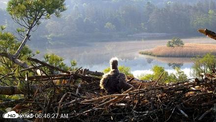 VINS Bald Eagles Nest Live Cams - May 19, 2026, 6:47am EDT