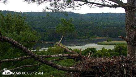 VINS Bald Eagles Nest Live Cams - Jul 18, 2026, 6:07am EDT