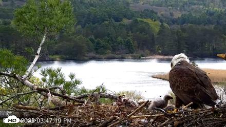 VINS Bald Eagles Nest Live Cams - May 5, 2026, 3:48pm EDT