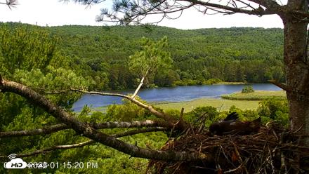 VINS Bald Eagles Nest Live Cams - Jul 17, 2026, 1:16pm EDT