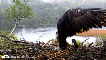 VINS Bald Eagles Nest Live Cams - May 14, 2026, 2:35pm EDT