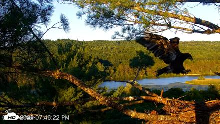 VINS Bald Eagles Nest Live Cams - Jul 19, 2026, 7:47pm EDT