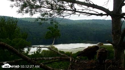 VINS Bald Eagles Nest Live Cams - Jul 21, 2026, 10:13am EDT