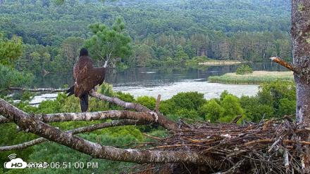 VINS Bald Eagles Nest Live Cams - Jul 25, 2026, 6:51pm EDT