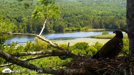 VINS Bald Eagles Nest Live Cams - Jul 24, 2026, 1:17pm EDT